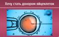 Как проходит процедура суррогатного материнства